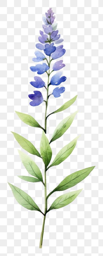PNG Cute watercolor illustration of a Veronica flower lavender blossom plant.