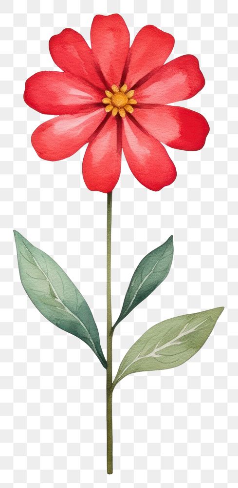 PNG Cute watercolor illustration of a Zinnia flower dahlia petal plant.