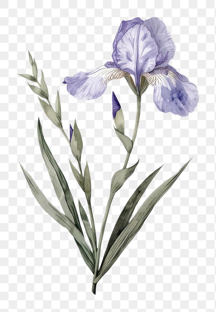 PNG Botanical illustration iris flower blossom plant petal