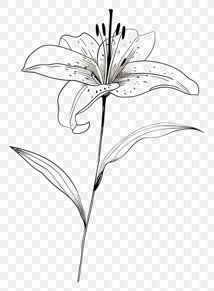 PNG Hand drawn of lily drawing sketch flower