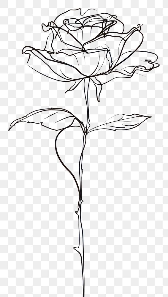 PNG Hand drawn of rose drawing sketch monochrome