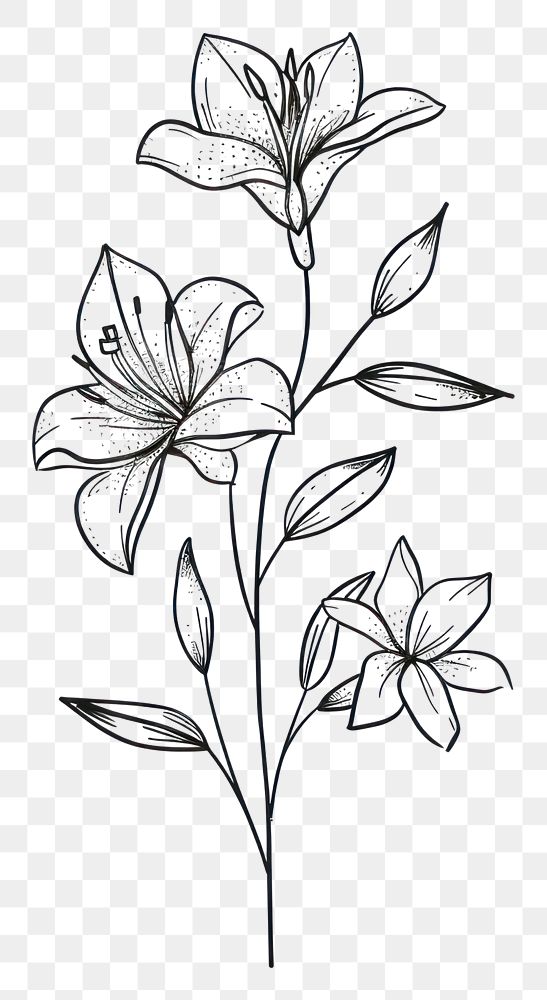 PNG Divider doodle lily pattern drawing flower.