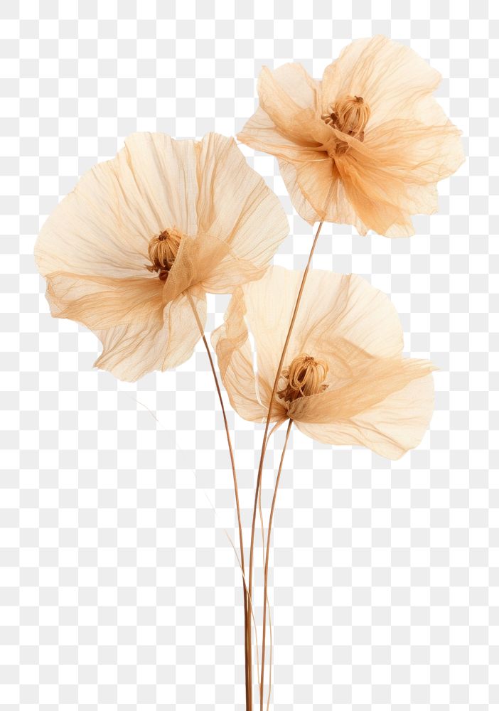 PNG Dried flower blossom anemone anther.