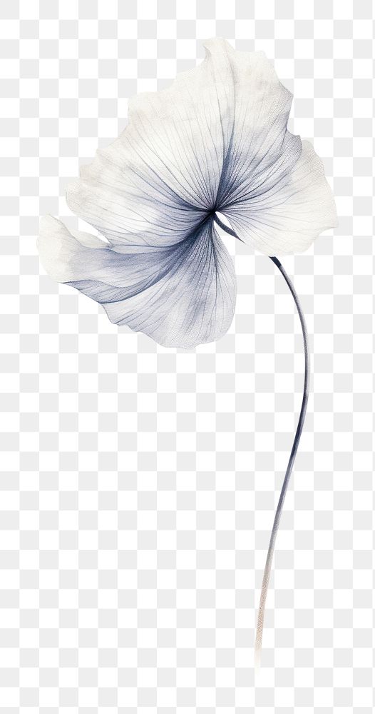 PNG Dried flower illustrated blossom anemone.