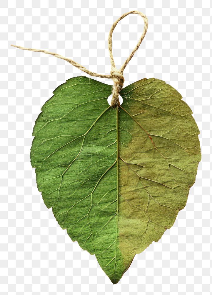 Leaf shape herbal plant herbs.