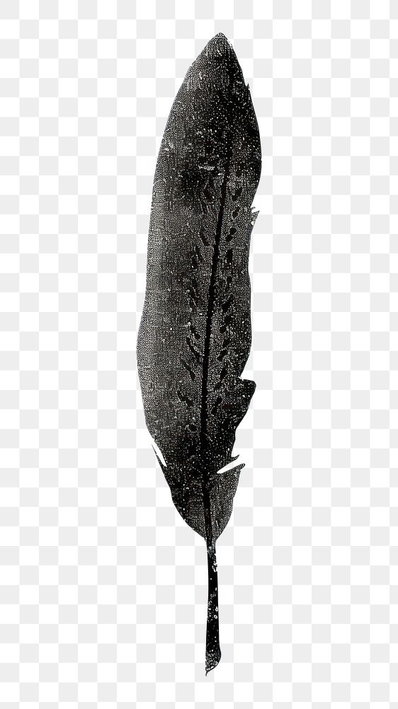 PNG  Feather leaf lightweight monochrome.