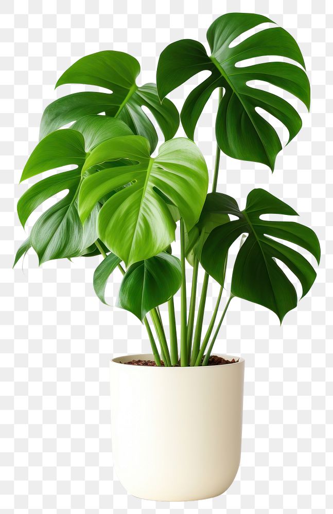 PNG Monstera plant in home leaf houseplant freshness.