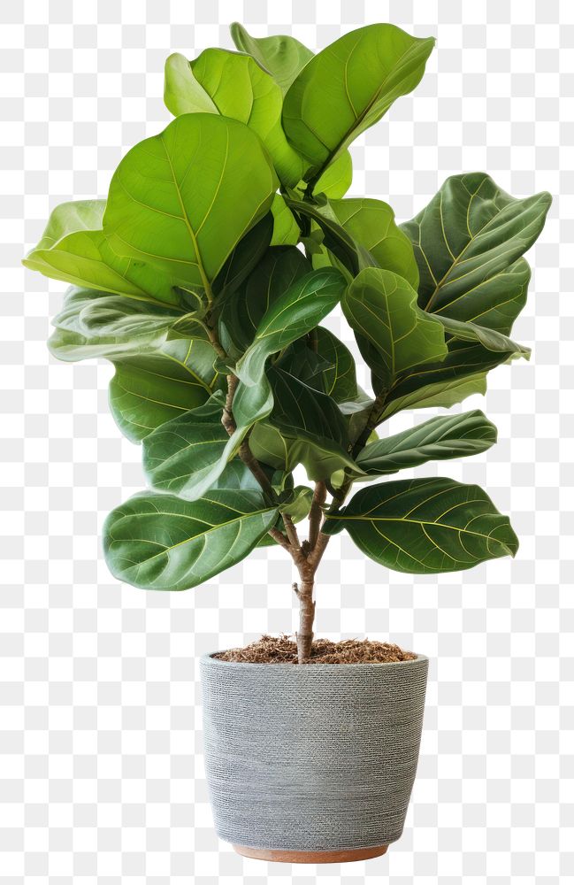 PNG Fiddle fig plant home bonsai leaf white background.