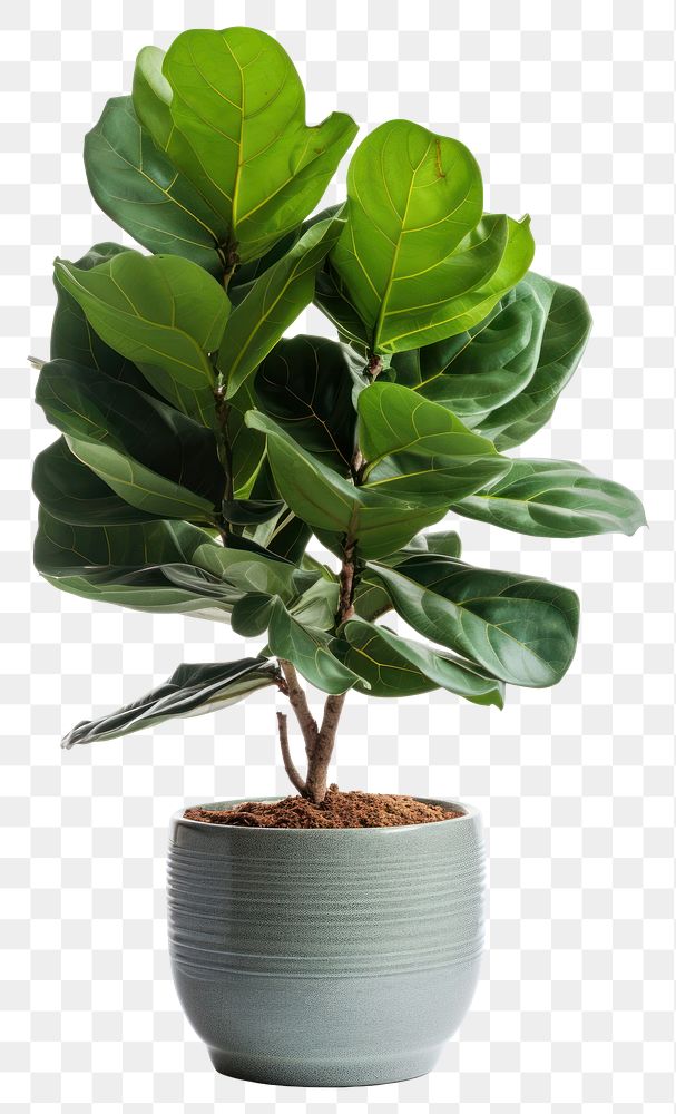 PNG Fiddle fig plant home bonsai leaf tree.