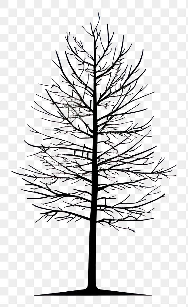 PNG A plam tree silhouette stencil conifer