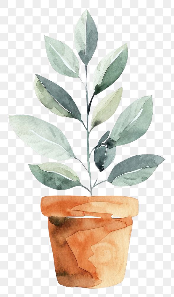 PNG Plant herbs leaf vase.