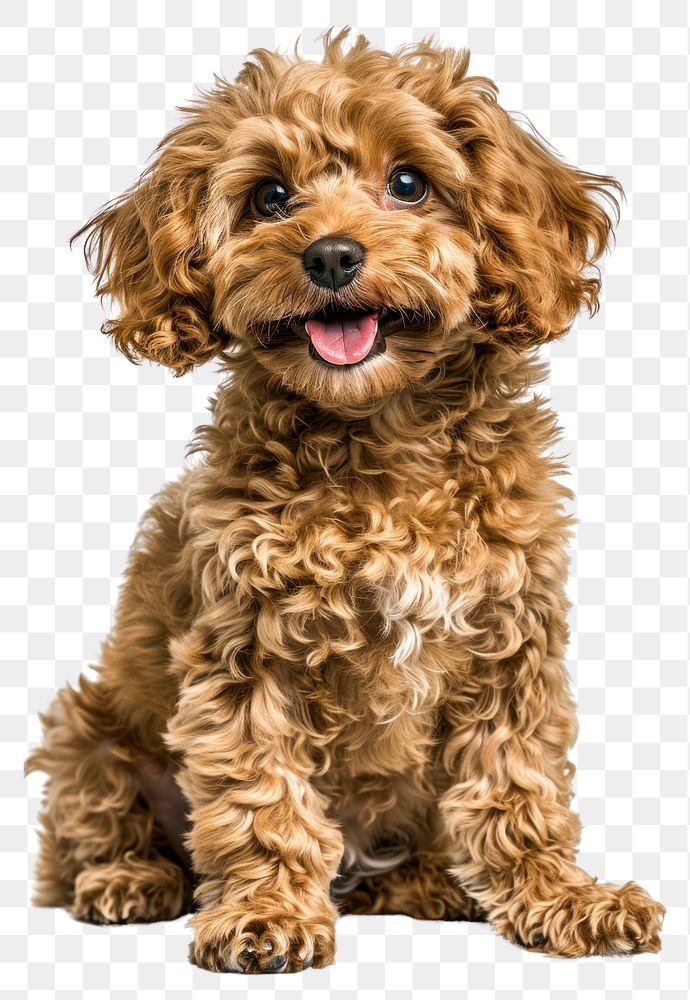 PNG Gold coloured puppy poodle dog mammal animal.