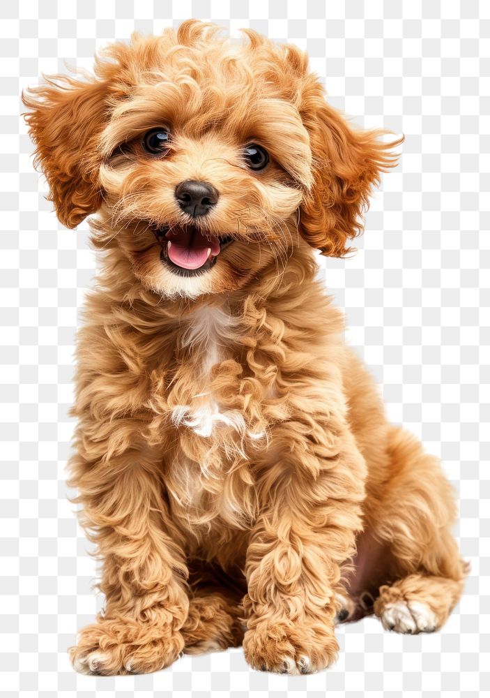 PNG Gold coloured puppy poodle dog spaniel mammal