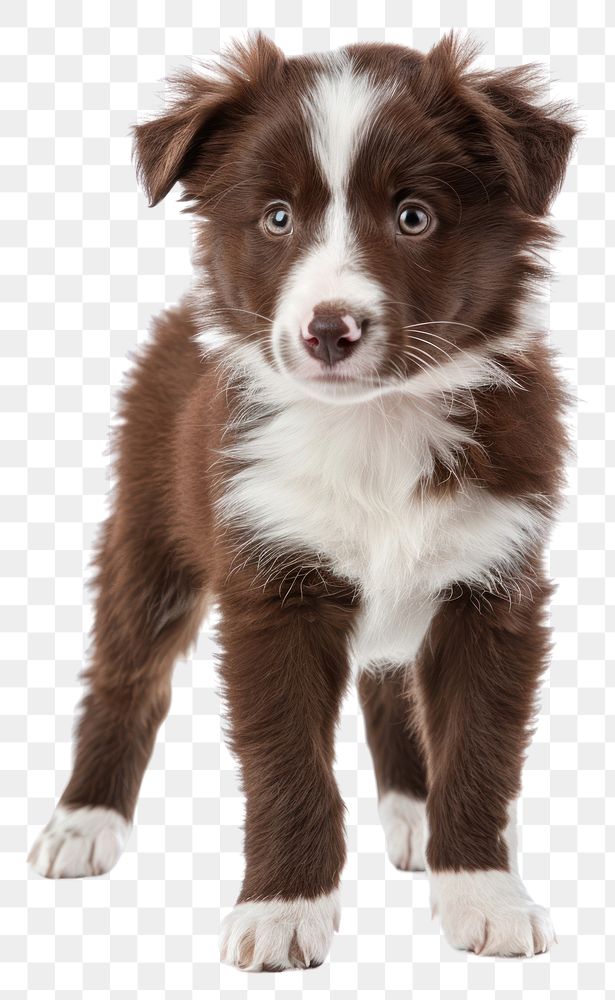 PNG Collie puppy mammal animal dog.