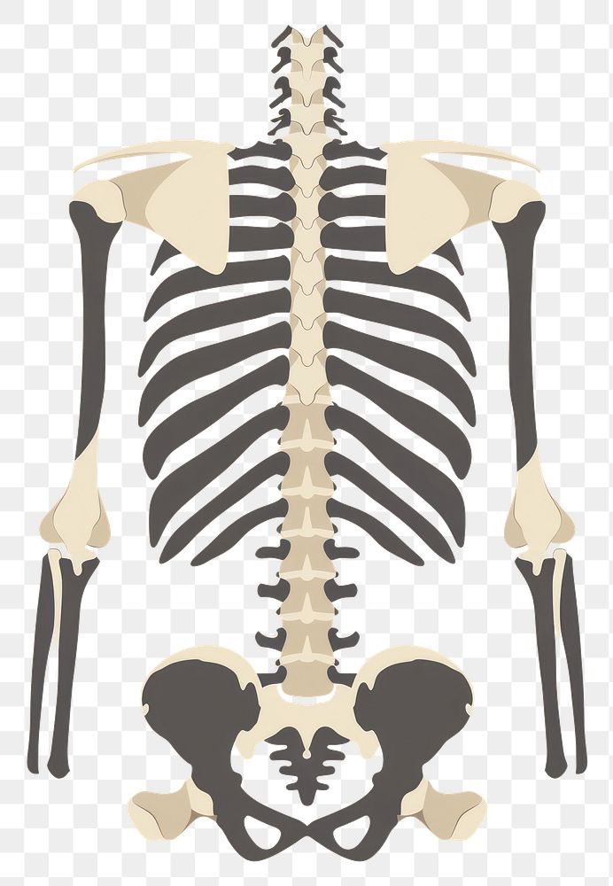 PNG Minimal bone break icon human skeleton person.