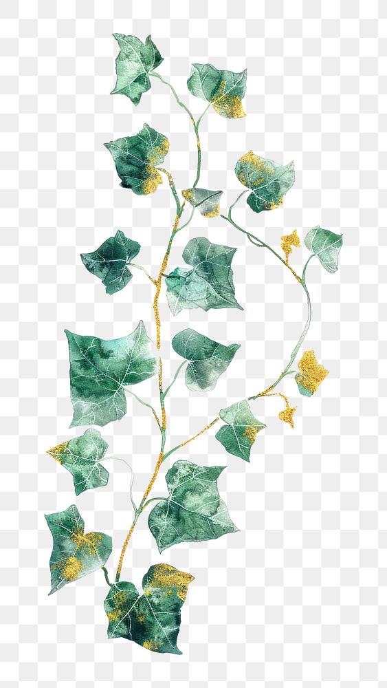 PNG A ivy plant vine leaf