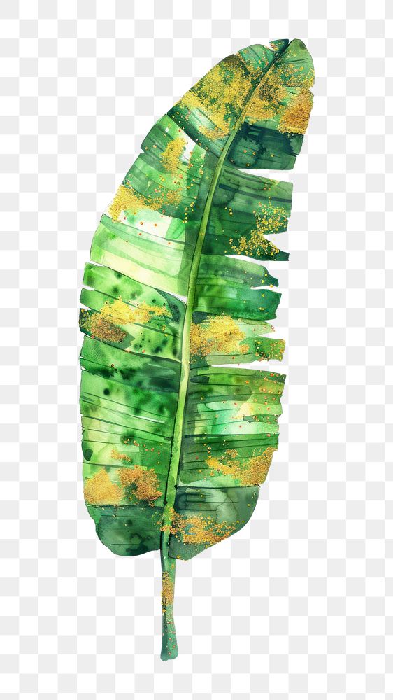 PNG Banana leaf vegetation person plant.