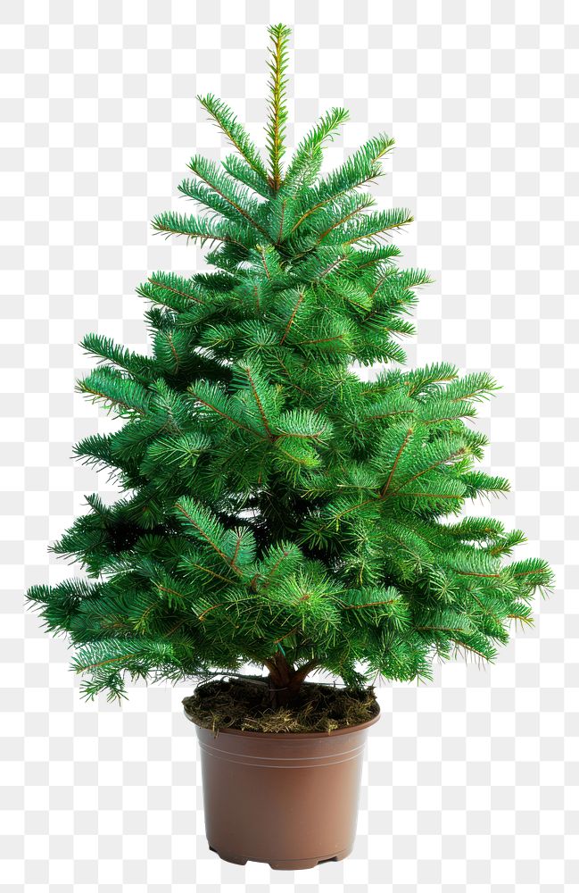 PNG Bigger christmas tree in a pot spruce plant fir.