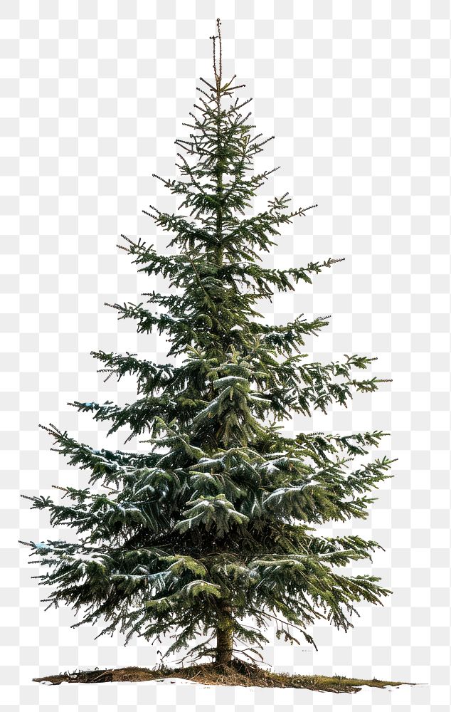 PNG Bigger christmas tree plant white pine.