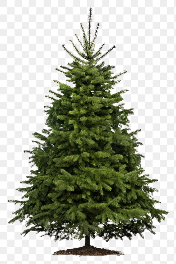 PNG Bigger christmas tree plant pine fir.