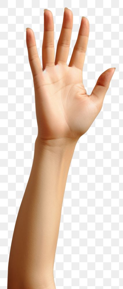 PNG Hand person finger human.