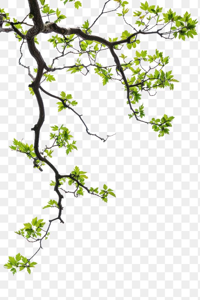 PNG Tree branch with green leaf border plant white background freshness