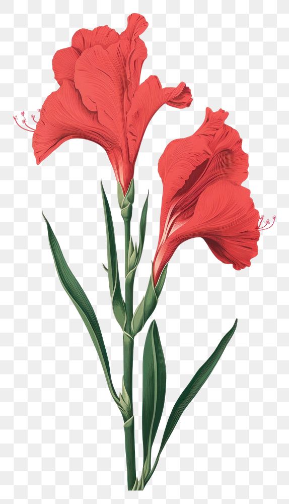 PNG Silkscreen of gladiolus flower nature plant.