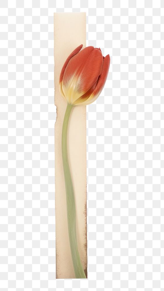 PNG  Tulip ephemera dynamite weaponry blossom.