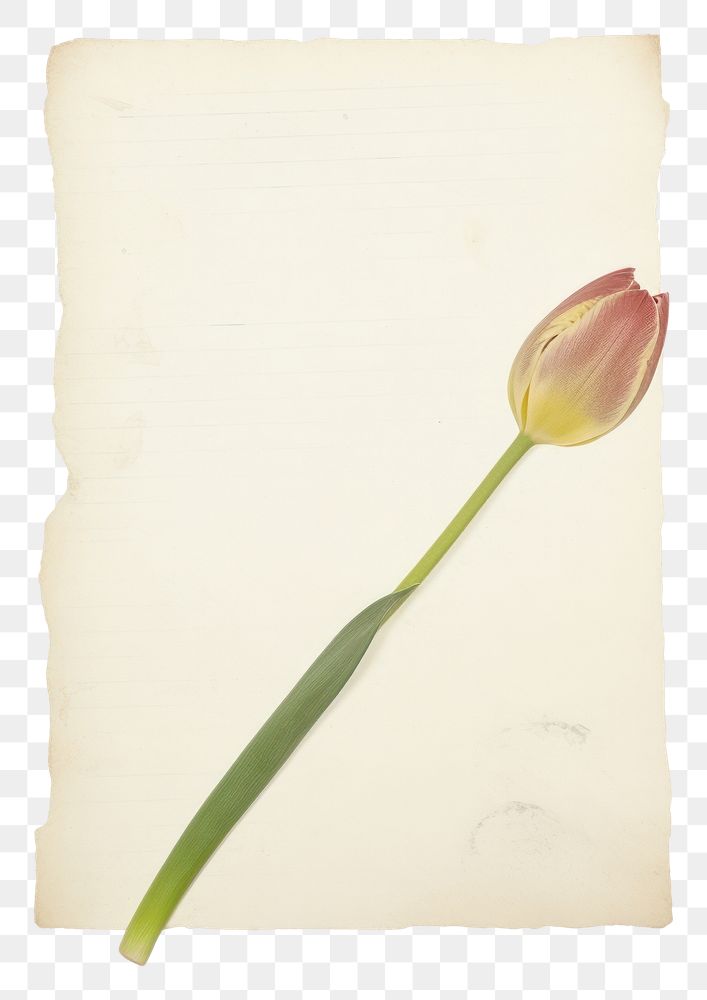 PNG  Tulip ephemera blossom flower sprout.