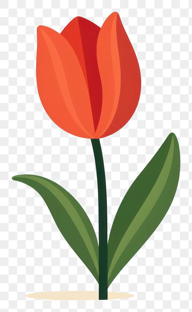 PNG Tulip blossom flower plant.