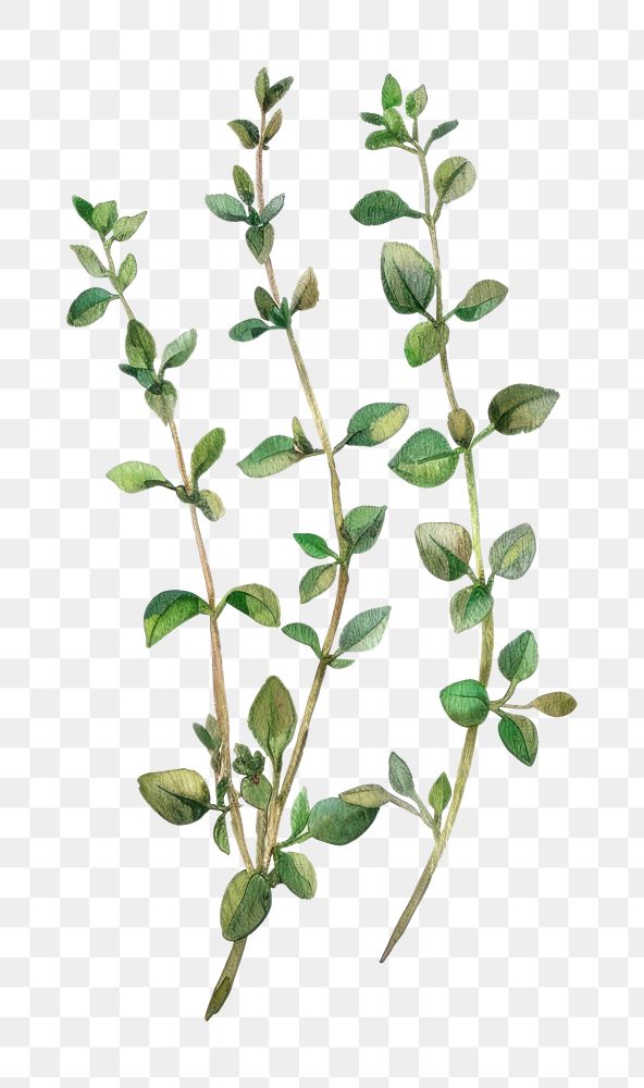 PNG  Thyme blossom herbal flower.
