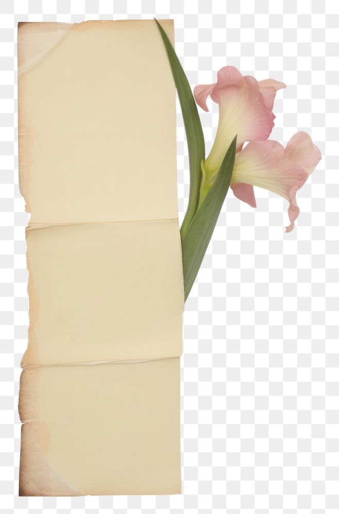 PNG  Gladiolus ephemera letterbox blossom mailbox.