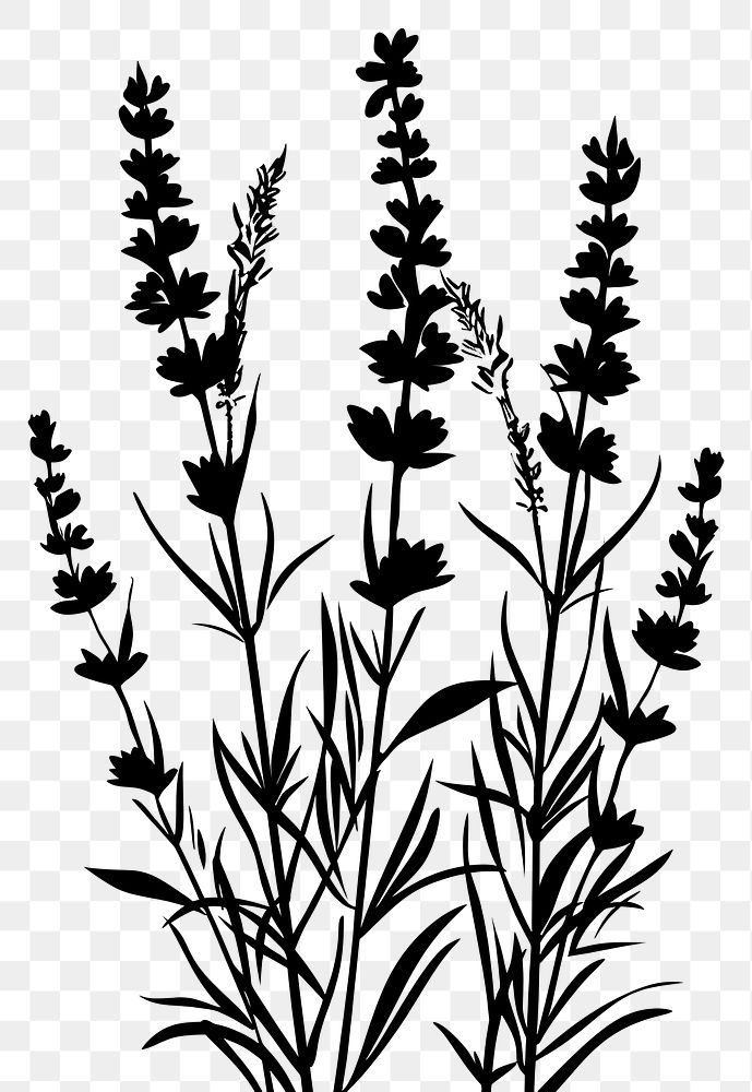 PNG Lavender silhouette art illustrated drawing