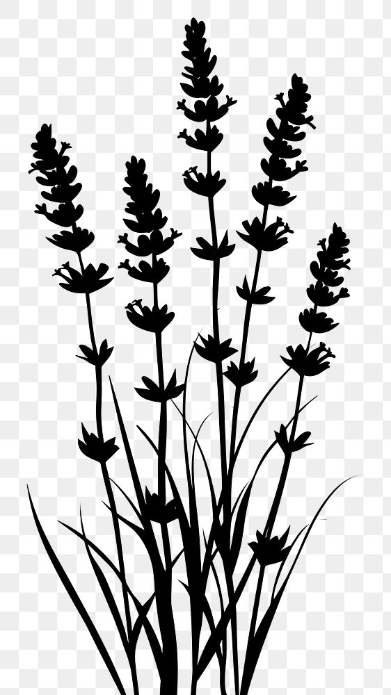 PNG Lavender silhouette art illustrated drawing.