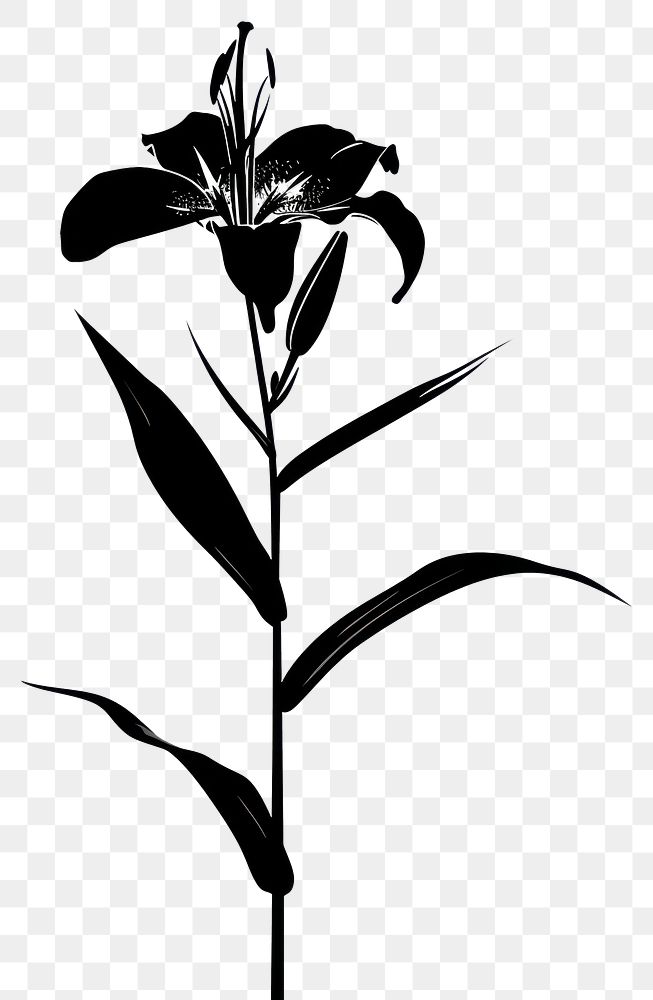 PNG Lily silhouette weaponry blossom flower.