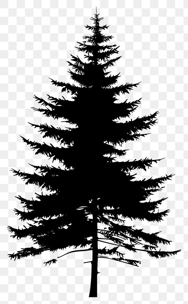 PNG Pine tree silhouette chandelier conifer plant.