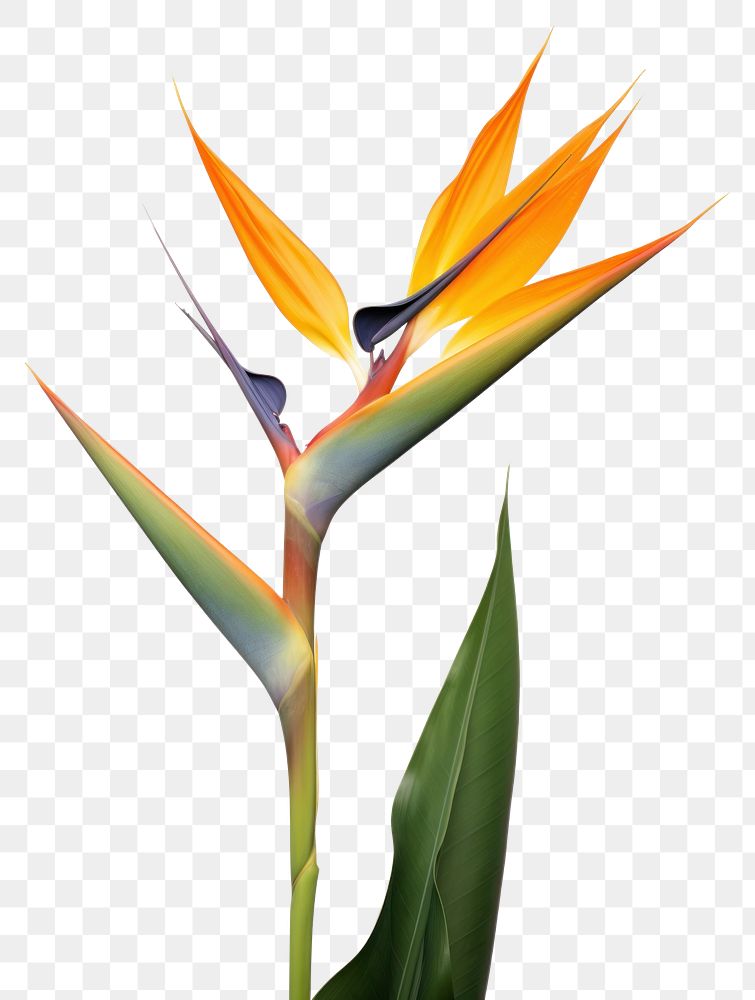PNG Bird of paradise plant blossom flower symbol
