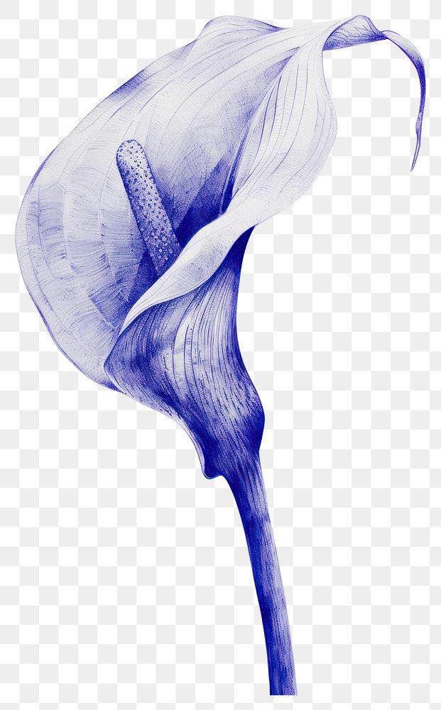 PNG Vintage drawing calla lily anthurium blossom araceae