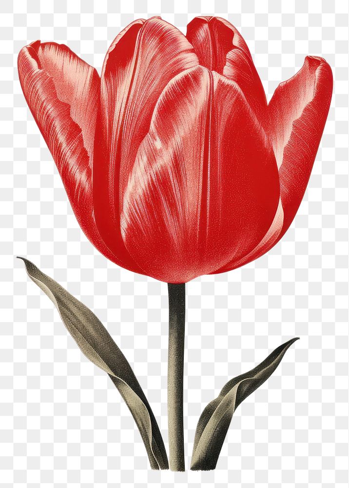 PNG Tulip flower plant art.