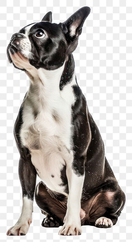 PNG Boston terrier bulldog animal canine.