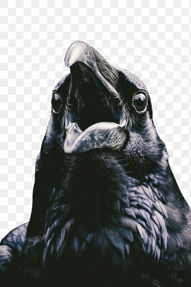 PNG A crow blackbird agelaius animal