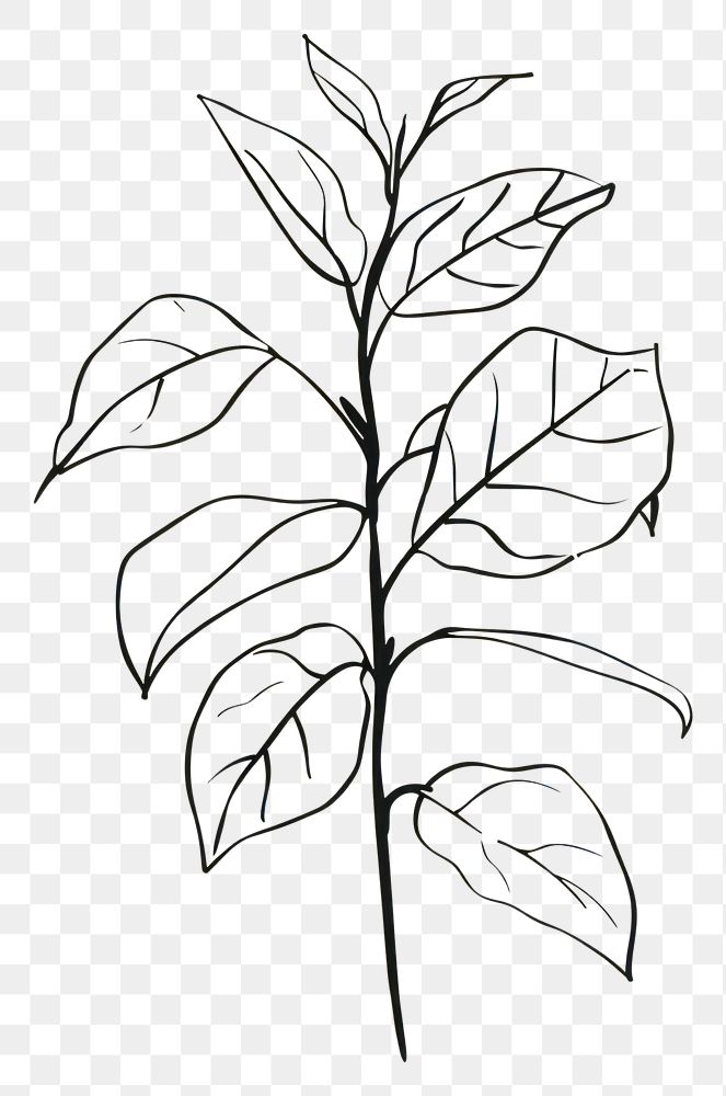 PNG Coffee plant sketch drawing leaf