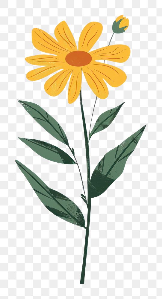 PNG Flat vector hand drawn illustration a crowndaisy flower asteraceae sunflower.