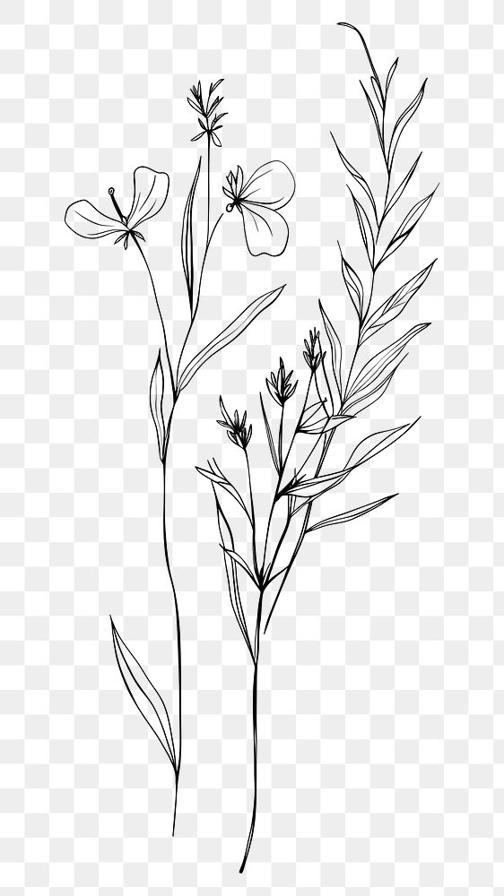 PNG Minimal line art Hand drawn a wildflower for logo illustrated drawing sketch.