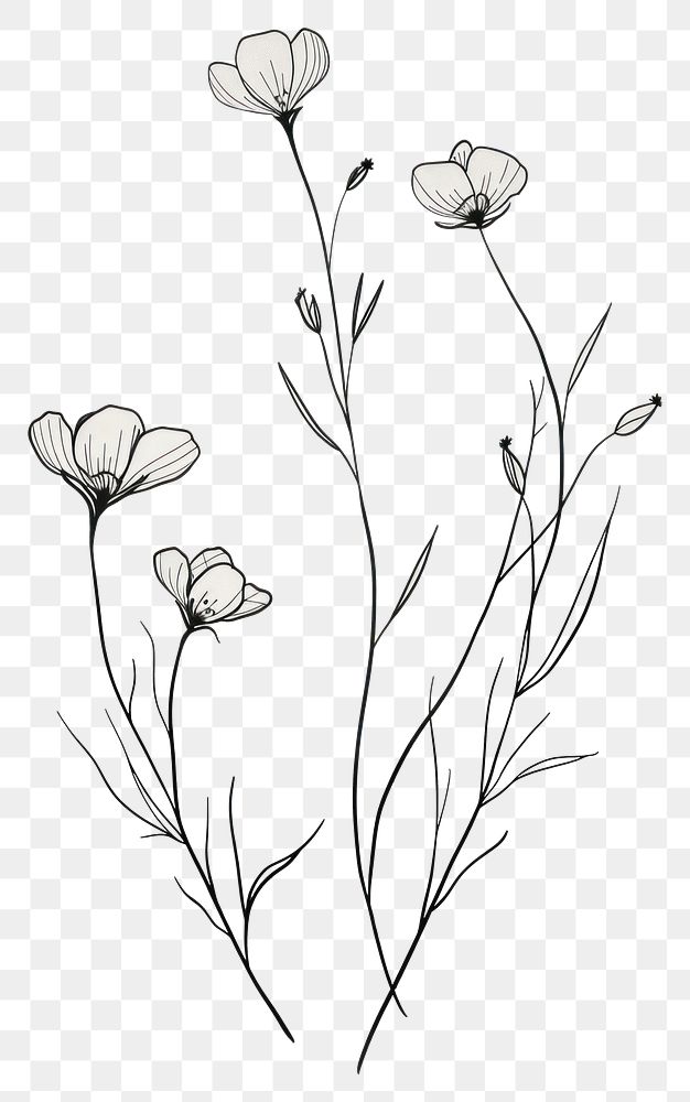 PNG Minimal line art Hand drawn a wildflower for logo illustrated drawing sketch.