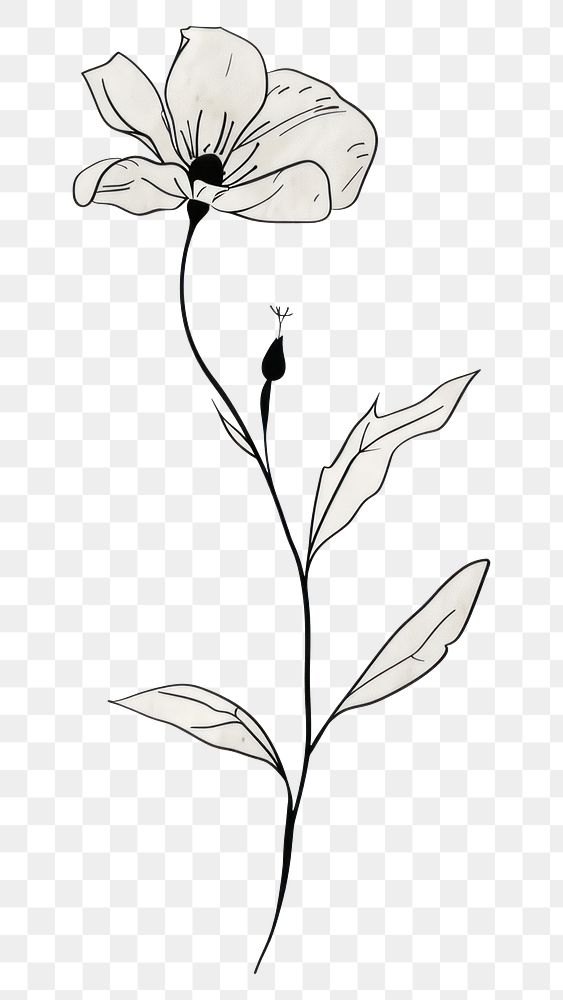 PNG Minimal line art Hand drawn a wildflower for logo illustrated drawing blossom.