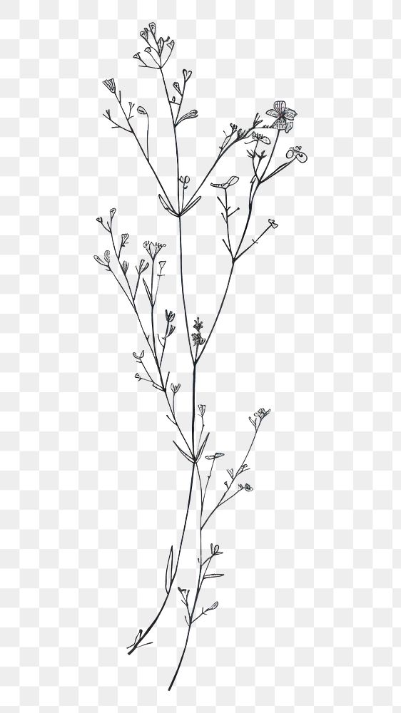 PNG Minimal line art Hand drawn a wildflower for logo illustrated drawing sketch