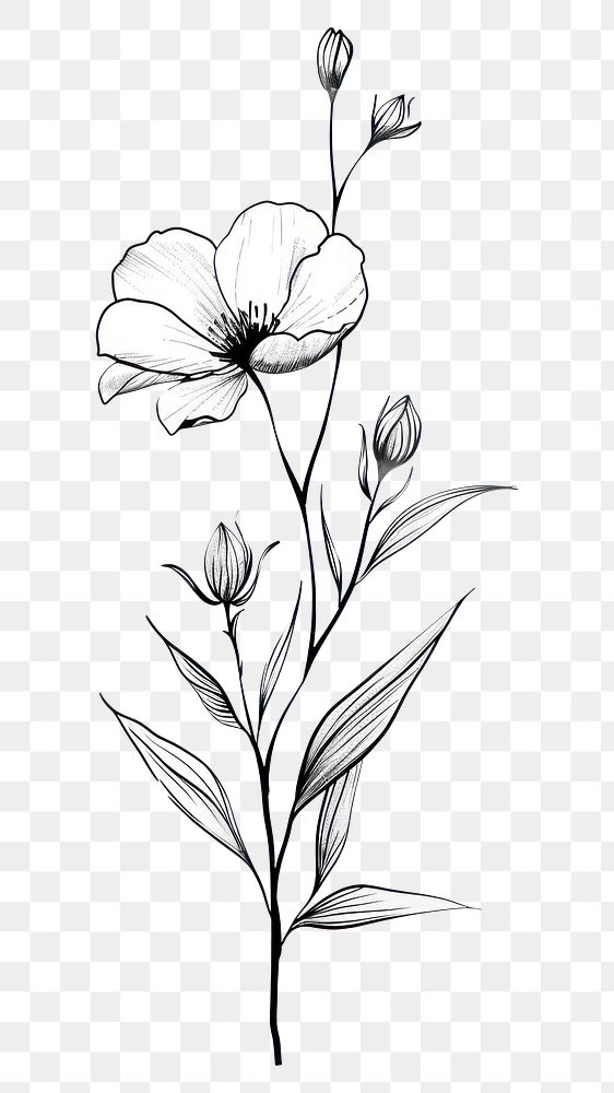PNG Minimal line art Hand drawn a wildflower for logo illustrated drawing blossom