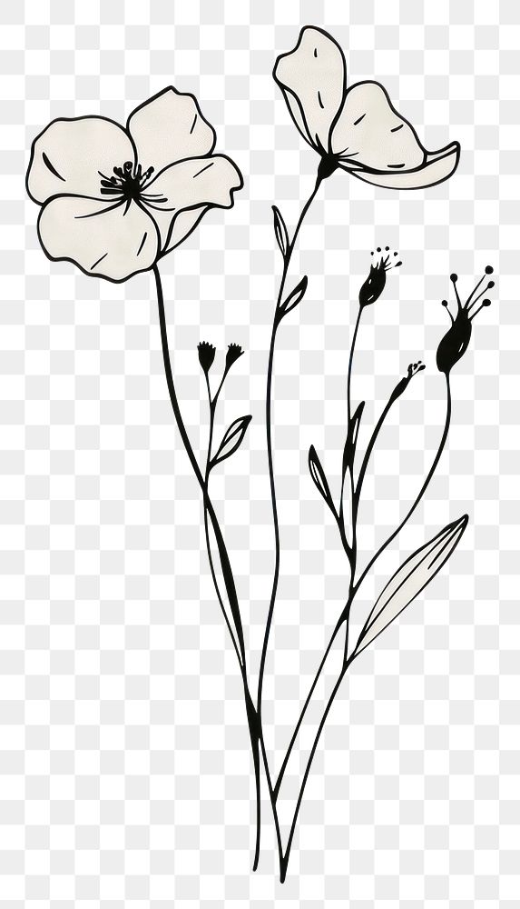 PNG Minimal line art Hand drawn a wildflower for logo illustrated drawing blossom.