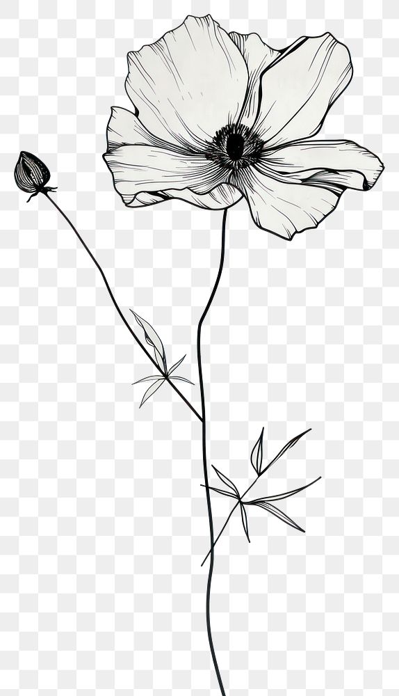 PNG Minimal line art Hand drawn a wildflower for logo illustrated drawing blossom.